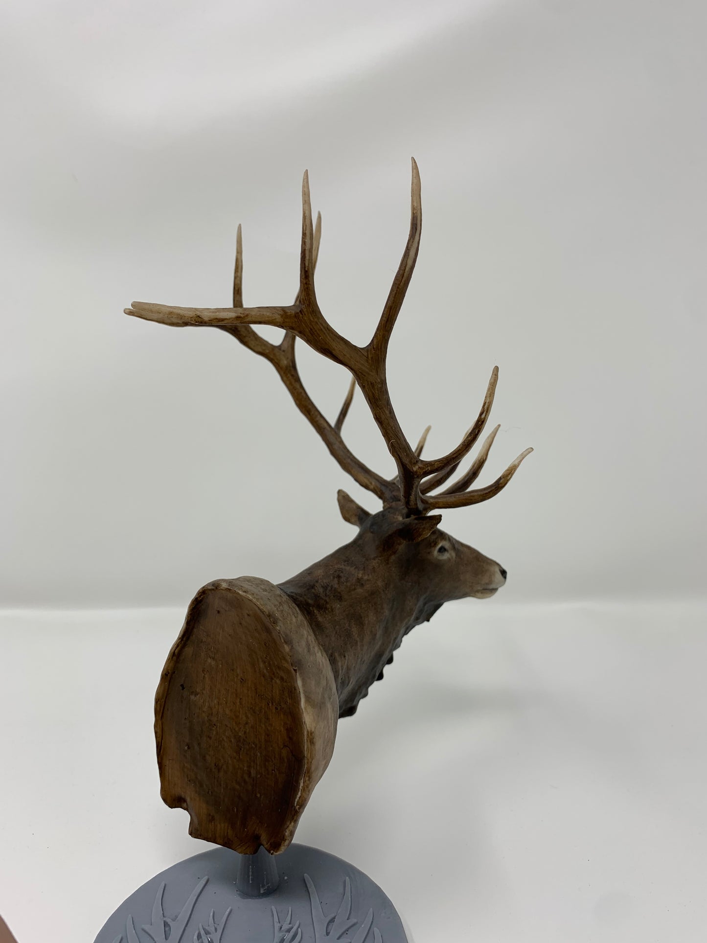 Elk Typical Shoulder Mount