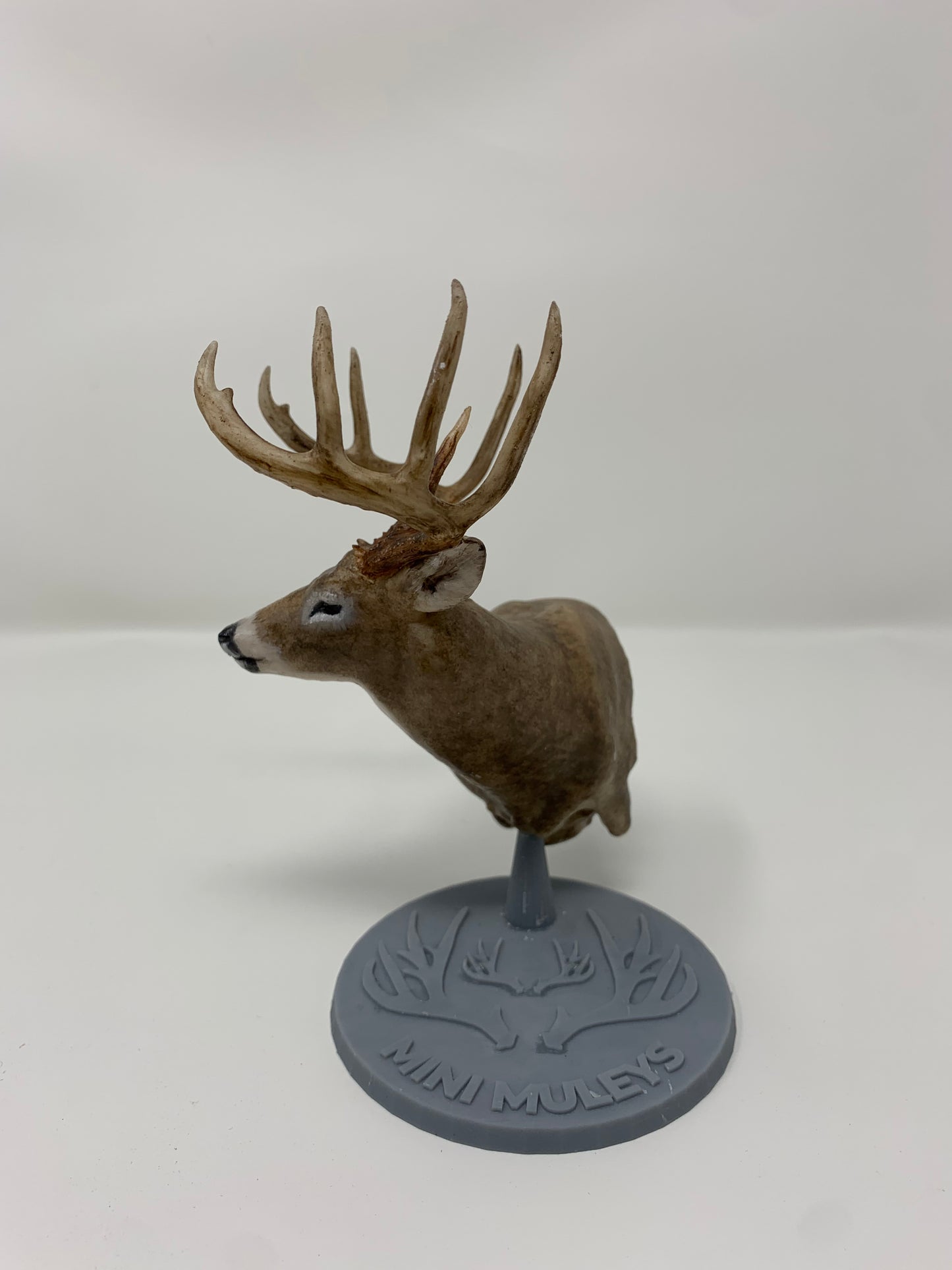 Whitetail Deer Shoulder Mount