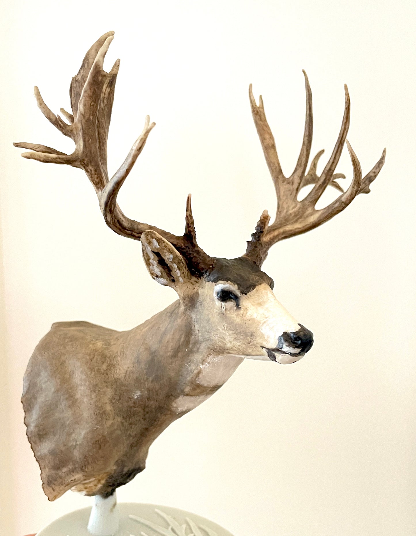 Non Typical Mule Deer Shoulder Mount