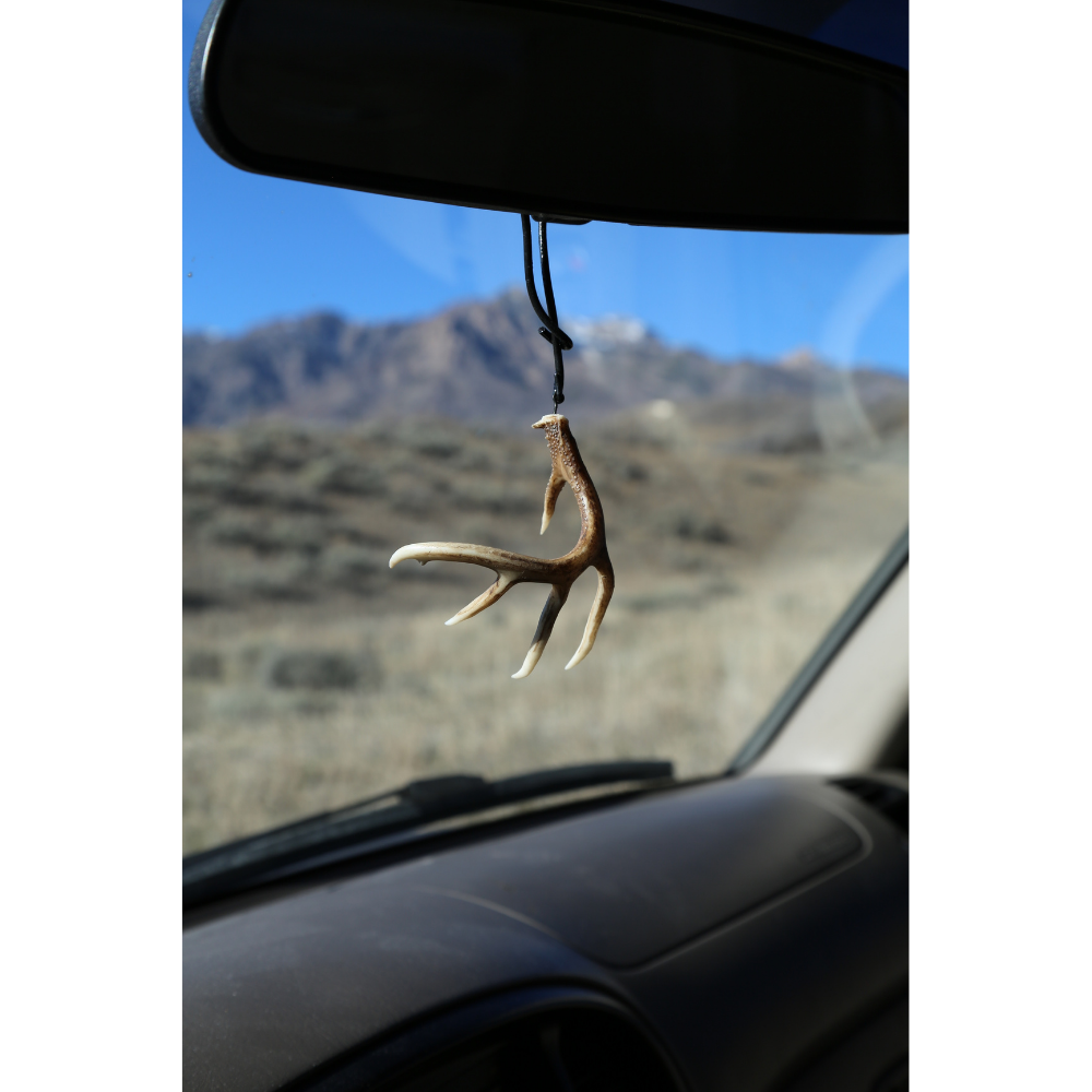 Whitetail Typical Shed