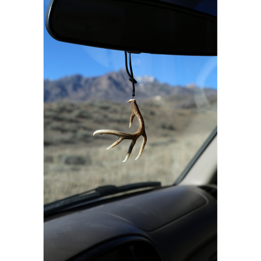 Whitetail Typical Shed